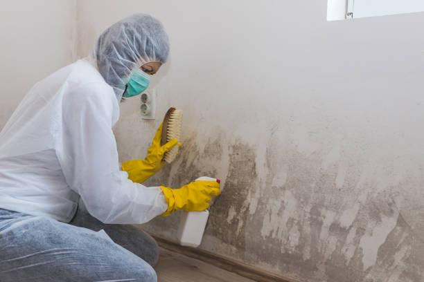 Best Black Mold Removal  in Pueblo West, CO