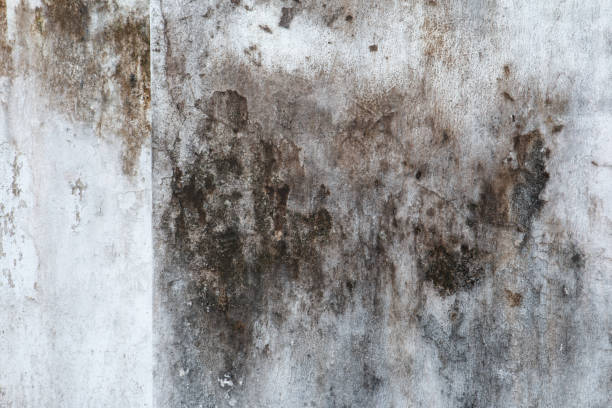 Best Crawl Space Mold Remediation  in Pueblo West, CO